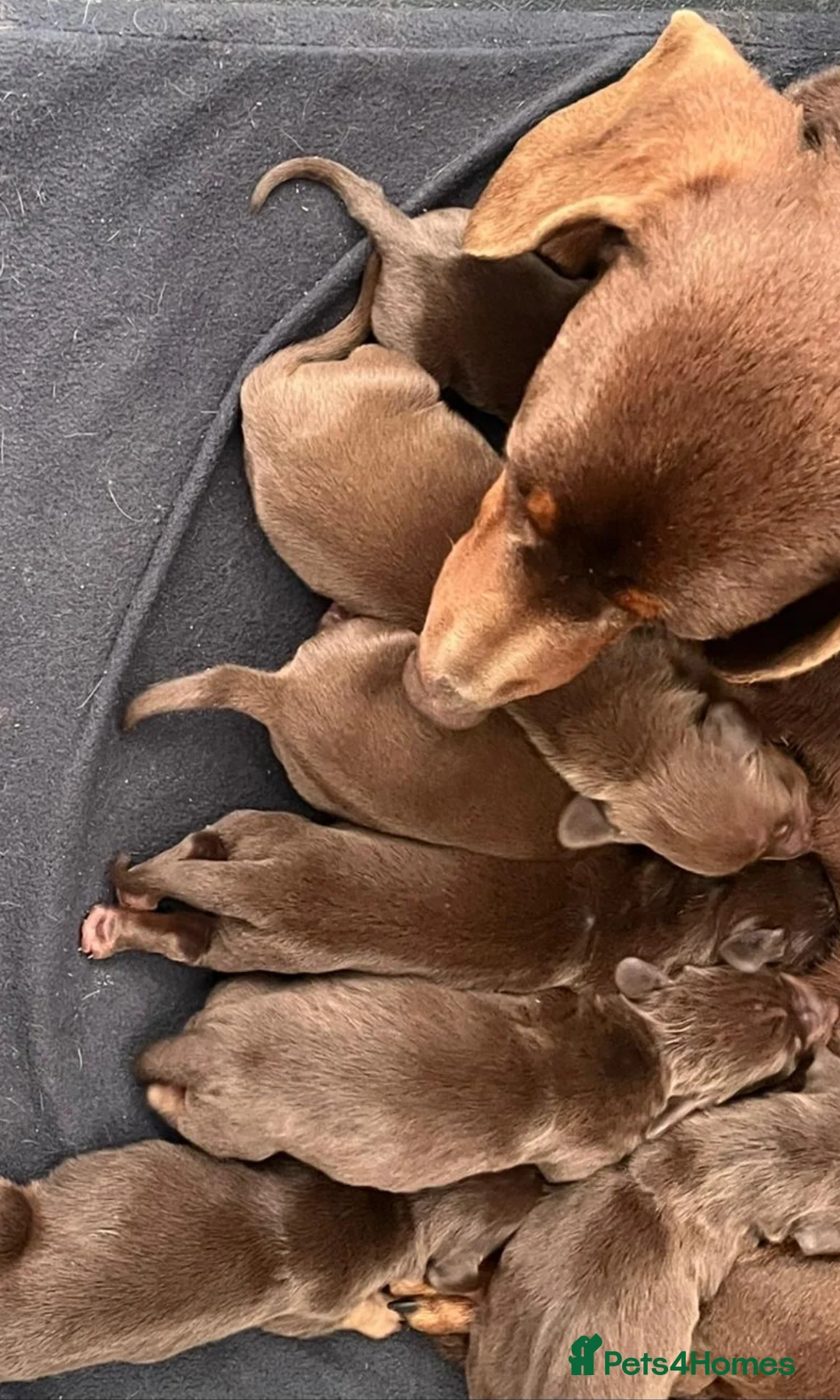 Dachshund dogs for sale: True To Type Miniture Dachshund Puppies  - Advert 3