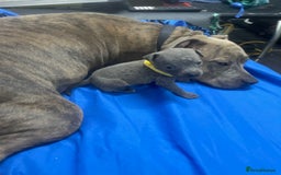 Staffordshire Bull Terrier dogs for sale: Stunning blue Staffordshire bull terrier puppies - Advert 14