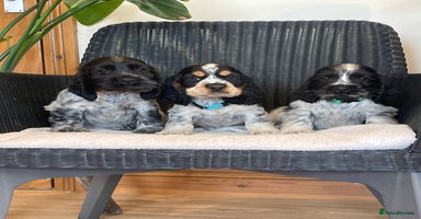 Cocker Spaniel dogs - Advert 14