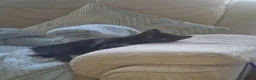 Mixed Breed cats for sale: 5 gorgeous black and white kittens  - Advert 9