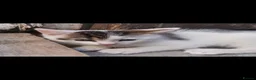 Domestic Shorthair cats for sale: 2 Beautiful kittens  - Advert 4