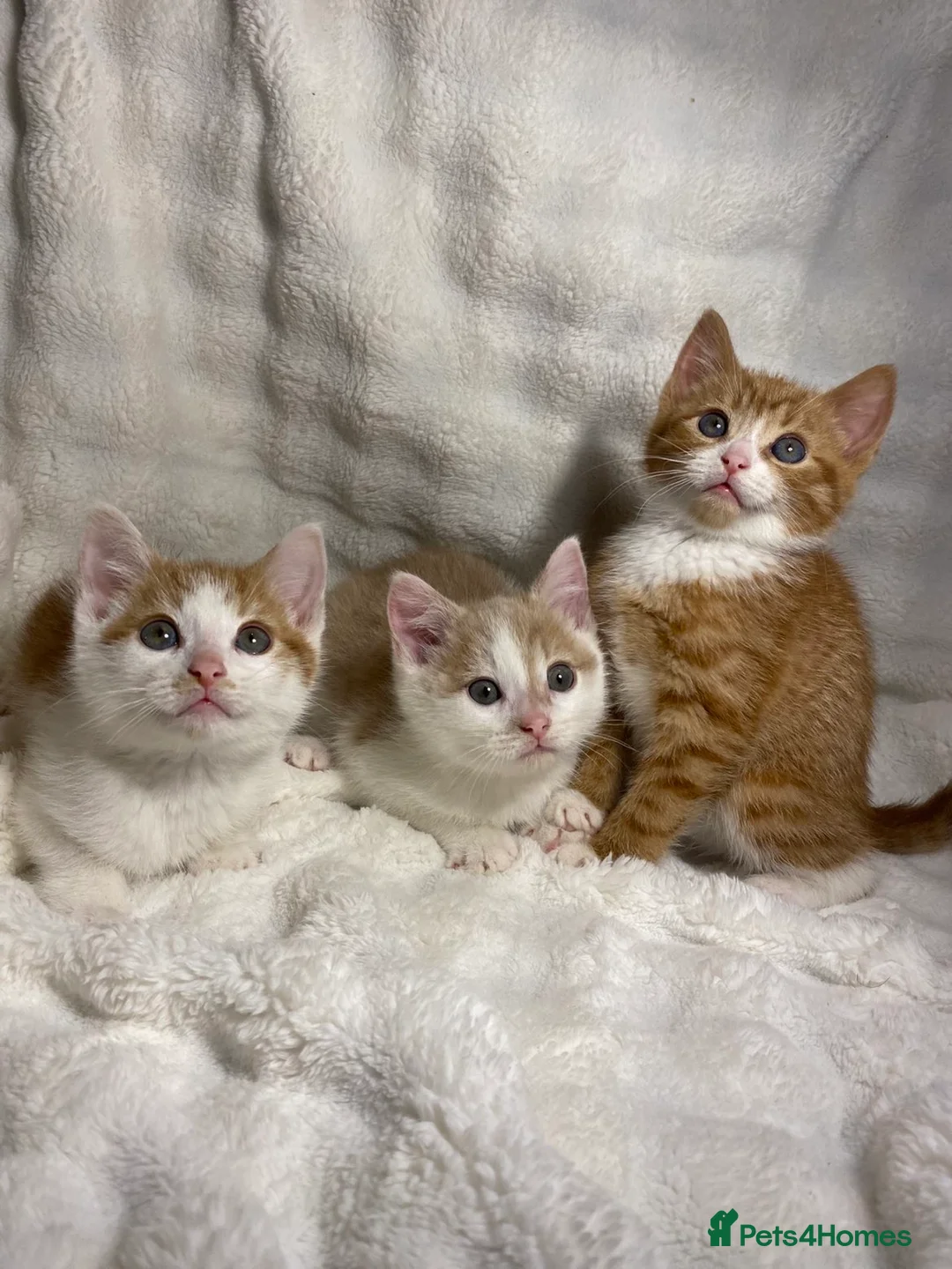 Mixed Breed cats for sale: 3 adorable kittens awaiting for their new homes - Advert 2