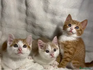 Mixed Breed cats 3 adorable kittens awaiting for their new homes - Advert 8