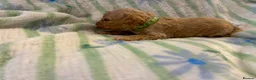 Cavapoo dogs for sale: Beautiful litter of cavapoo - Advert 30