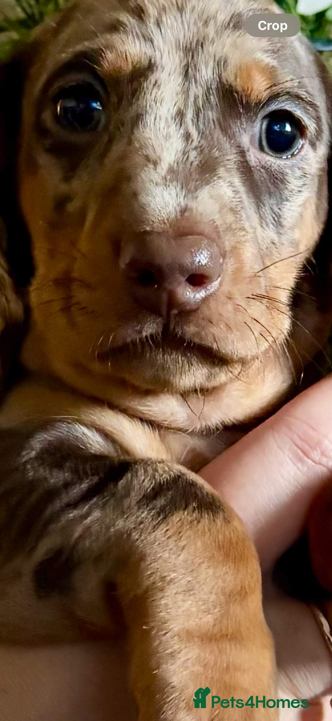 Dachshund dogs for sale: Standard dachshund puppies - Advert 9