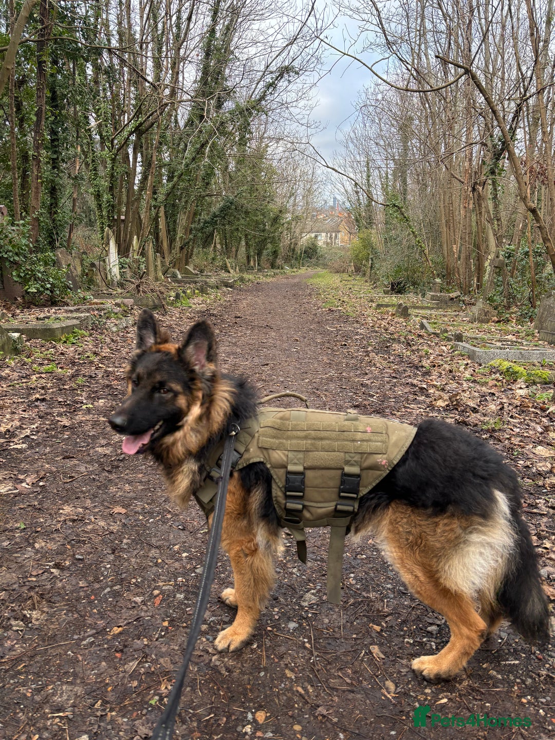 German Shepherd dogs for sale: ASAP Rehoming Male One-Year old German Shepherd - Advert 7