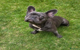 French Bulldog dogs for sale: French Bulldog - Image 1