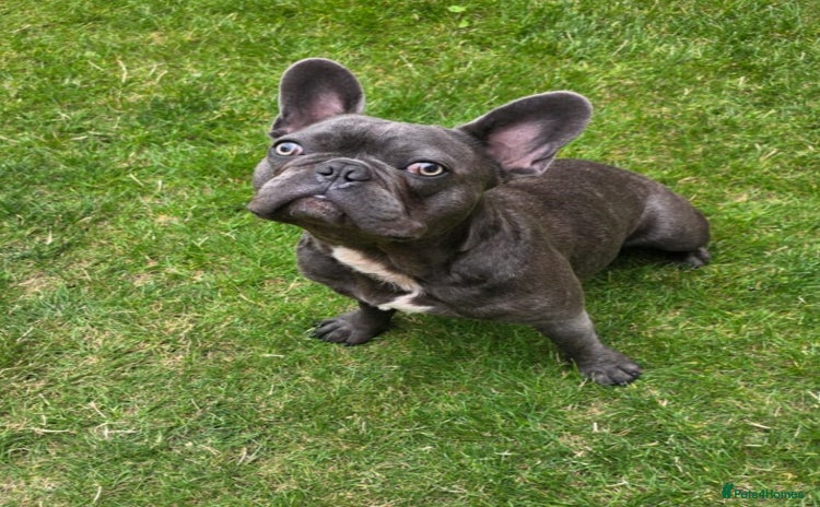 French Bulldog dogs for sale - Advert 1