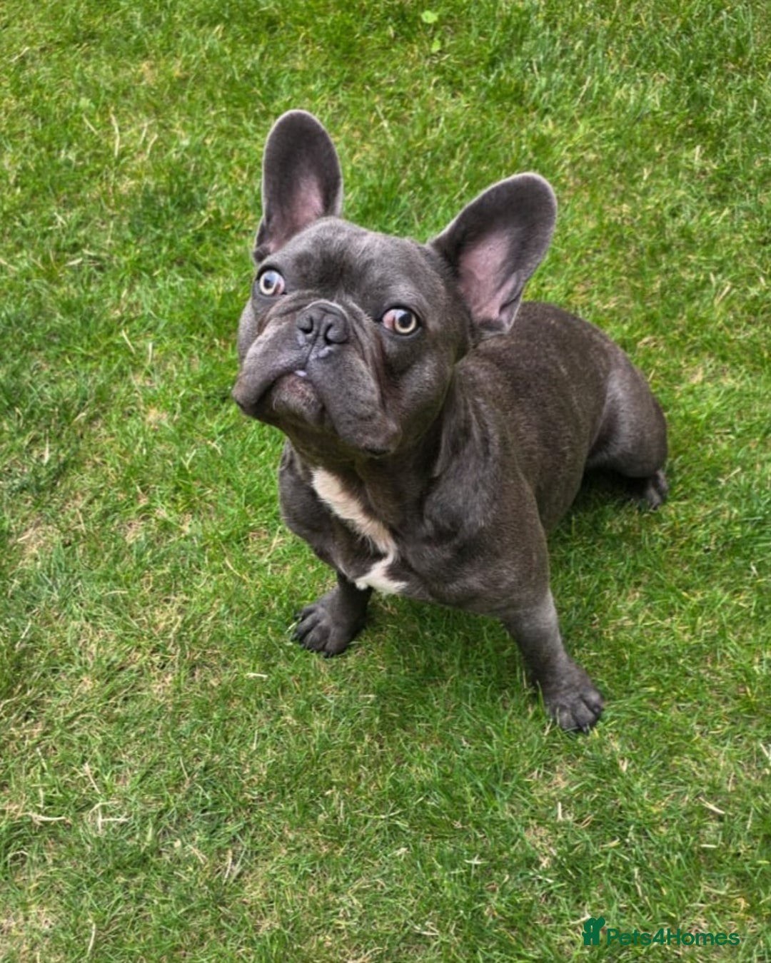 French Bulldog dogs for sale: French Bulldog - Image 1