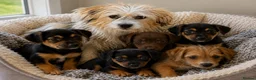 Patterjack dogs for sale: 3/4 jack Russel pups looking for new homes - Advert 1