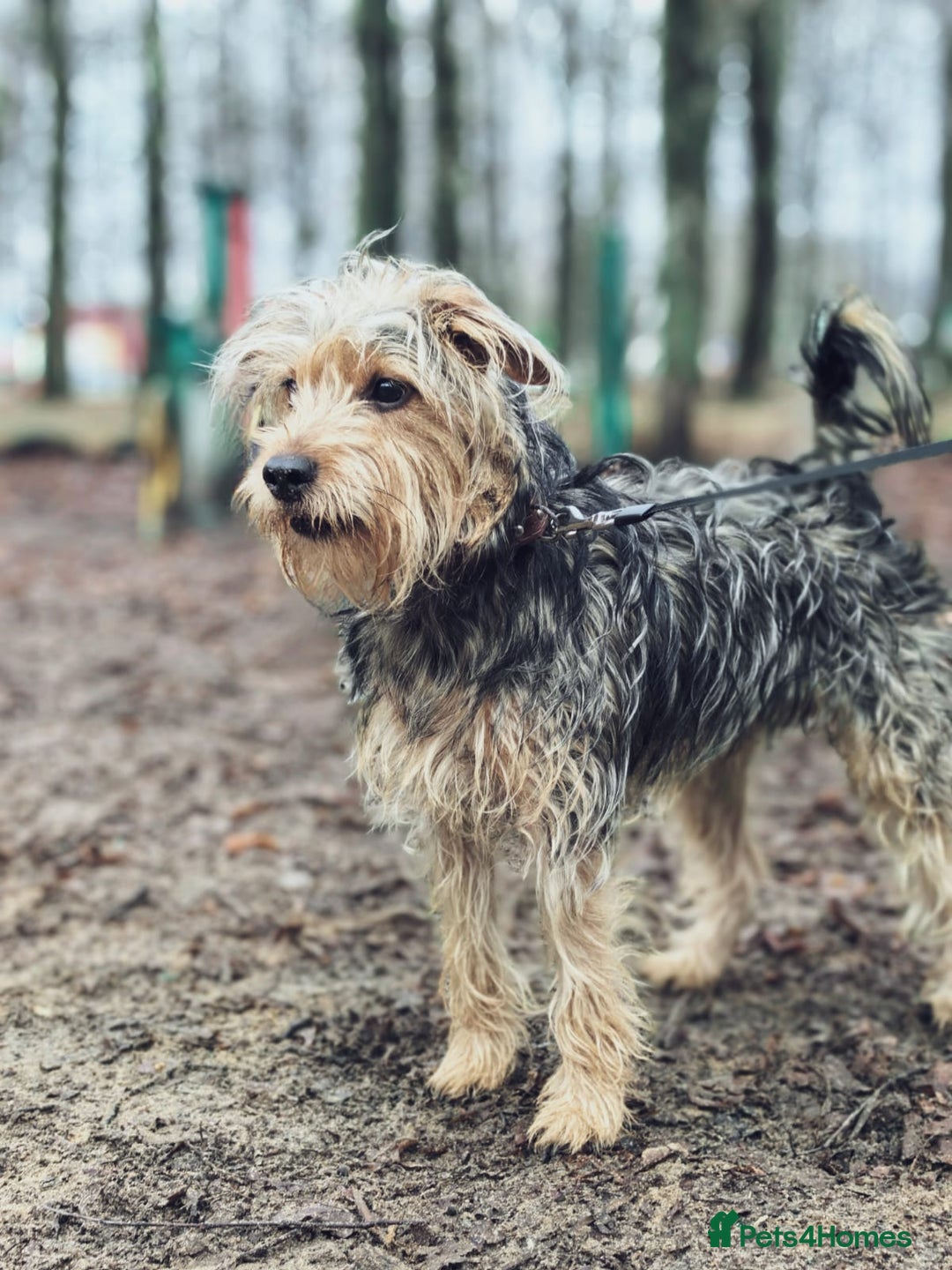 Norfolk Terrier dogs for adoption: THEO – Male Norfolk Terrier - Advert 2