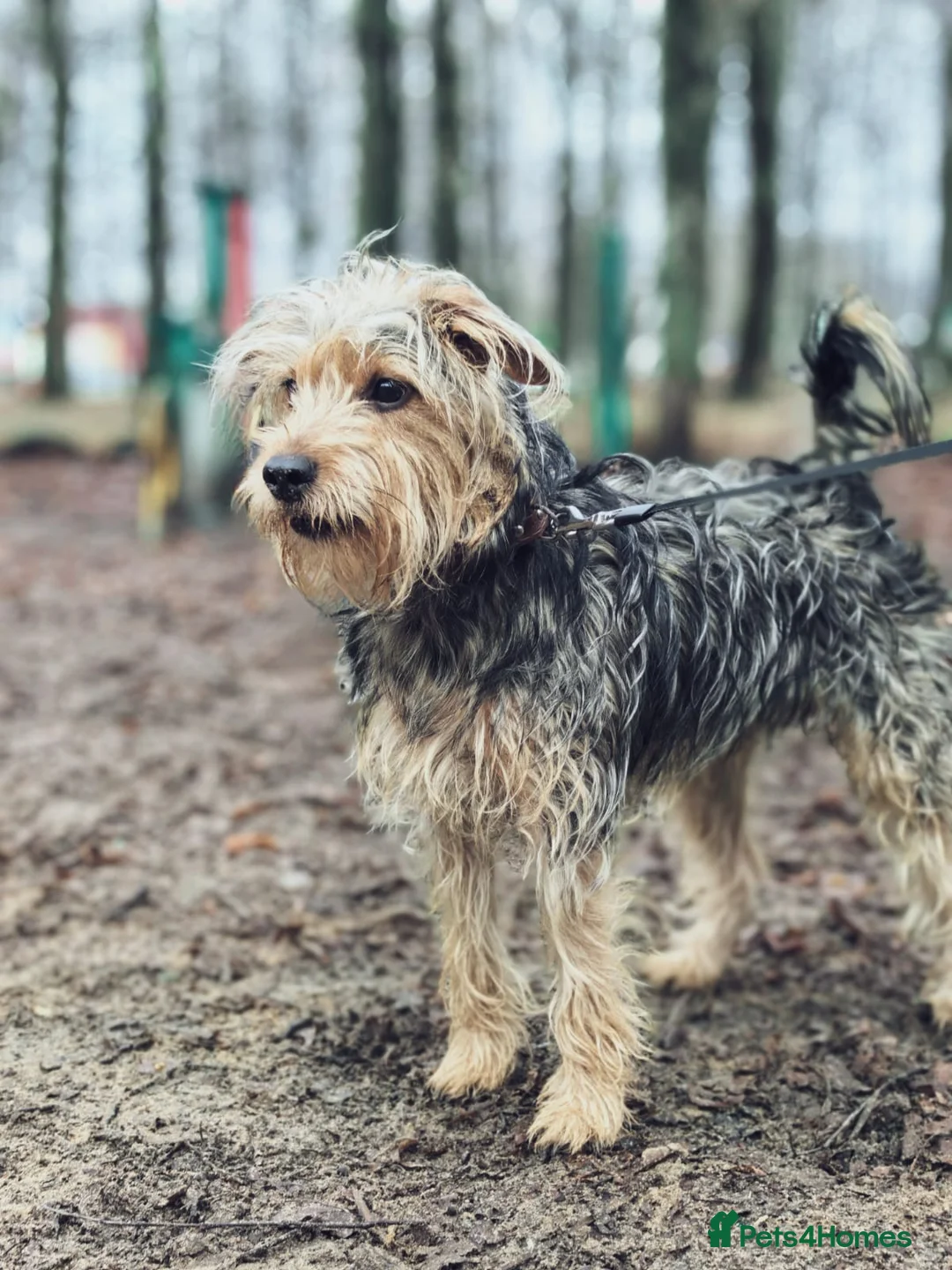 Norfolk Terrier dogs for adoption: THEO – Male Norfolk Terrier - Advert 2