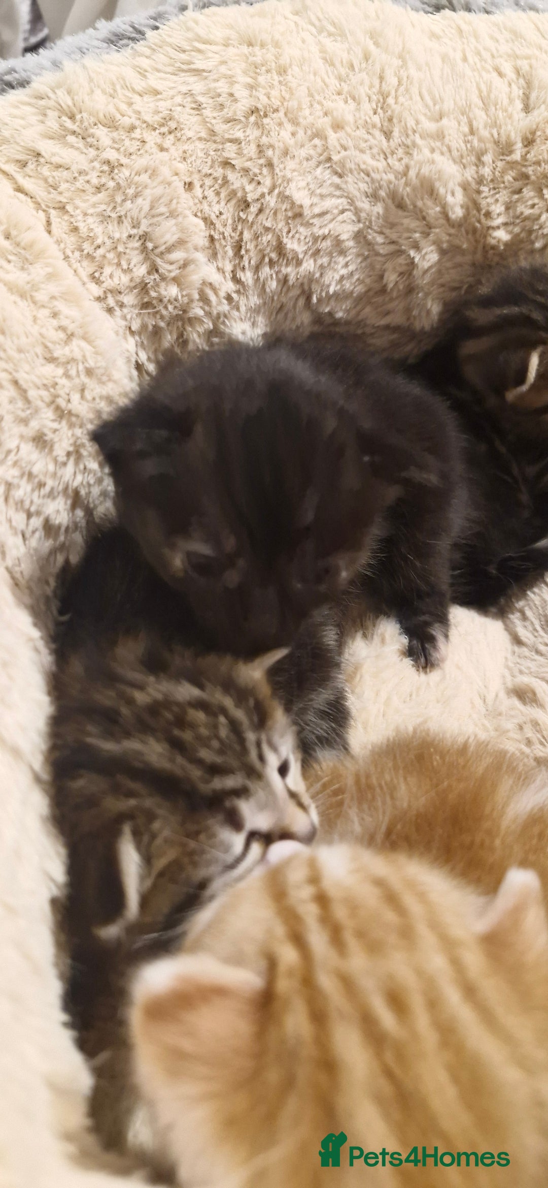 Mixed Breed cats for sale: Kittens looking for their forever homes - Advert 9
