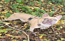 French Bulldog dogs for stud: ✨ FREDDY – ELITE LILAC STUD ✨ - Image 1