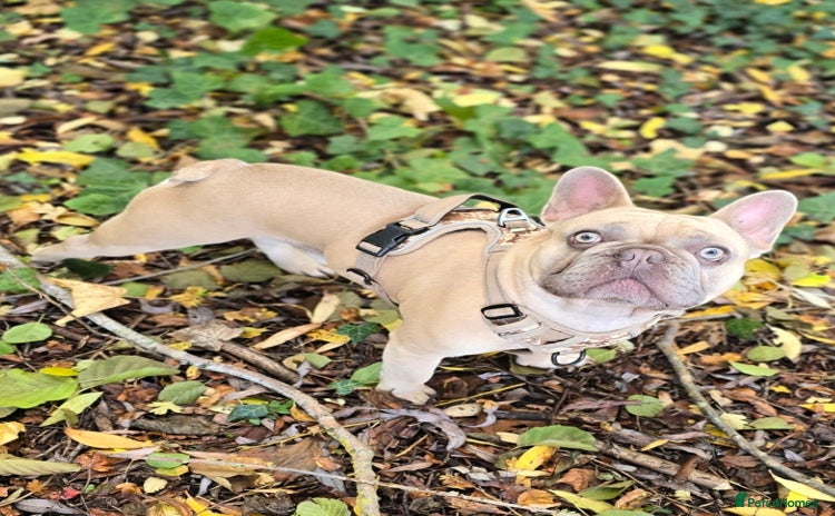 French Bulldog dogs - Advert 1
