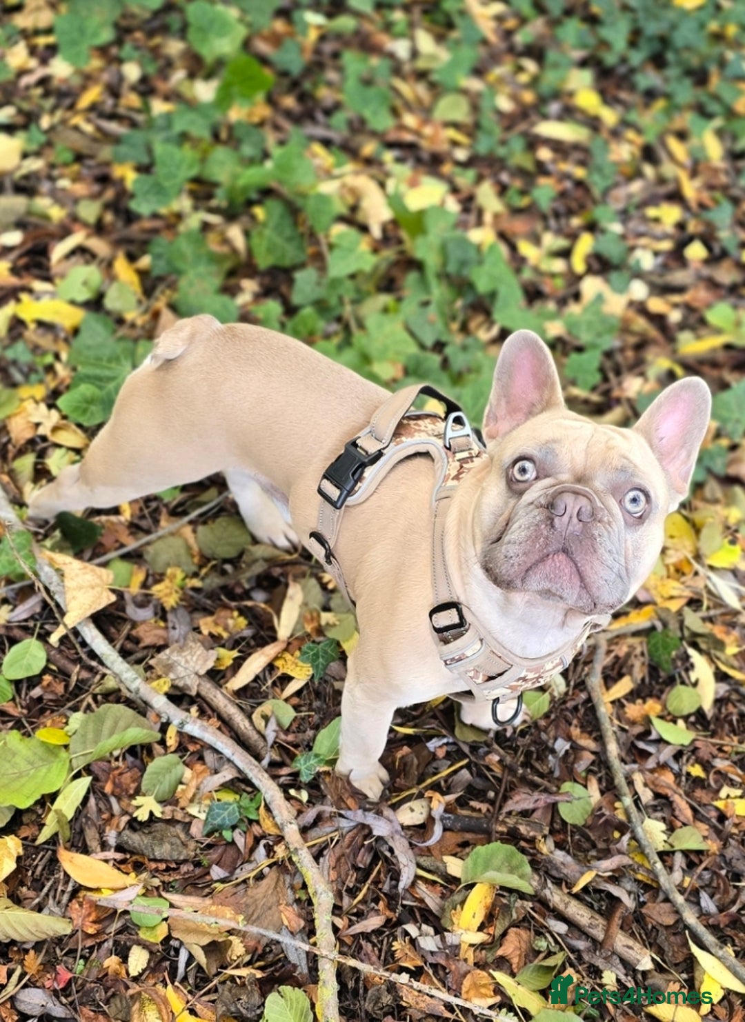 French Bulldog dogs for stud: ✨ FREDDY – ELITE LILAC STUD ✨ - Image 1