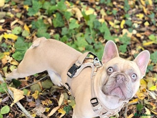 French Bulldog dogs - Advert 3