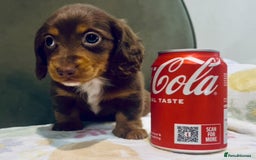 Miniature Dachshund dogs for sale: KC reg PRA clear long hair mini dachshund puppies  in Maidstone - Image 2