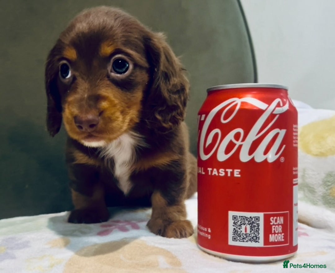 Miniature Dachshund dogs for sale: KC reg PRA clear long hair mini dachshund puppies  in Maidstone - Image 2