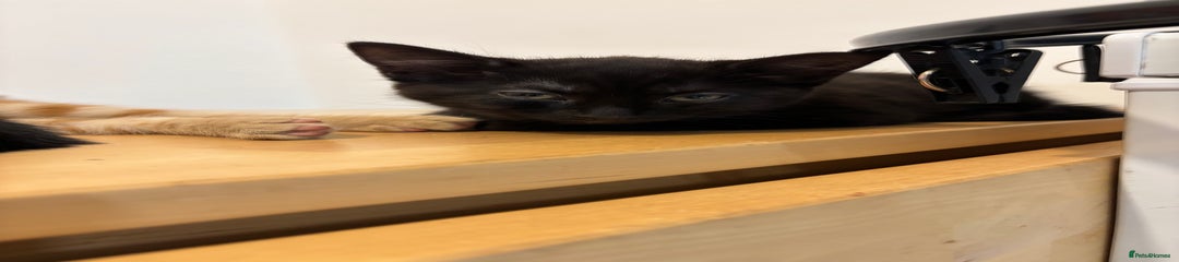 Domestic Shorthair Kitten 3
