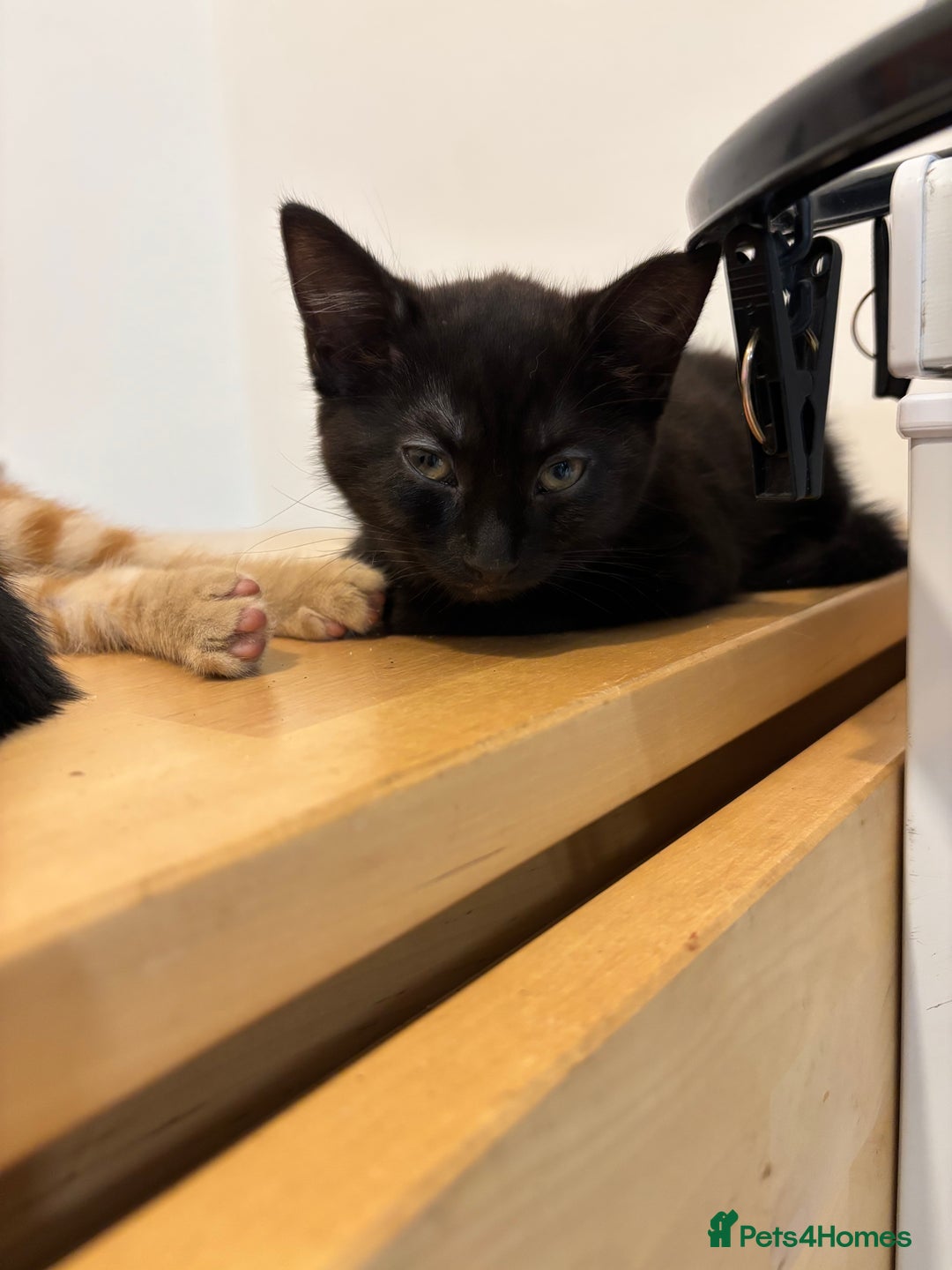 Domestic Shorthair cats for sale: Kittens - Image 7
