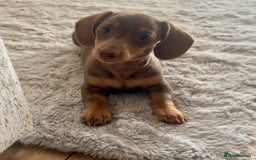 Miniature Dachshund dogs for sale:  READY NOW  minismooth haired dachshunds 🐾 - Image 4