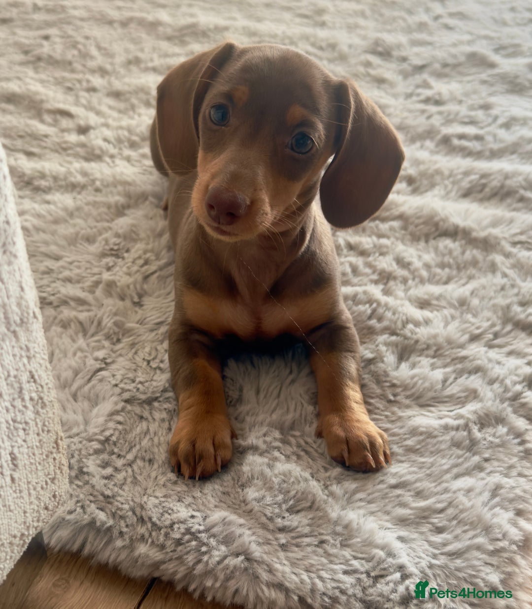 Miniature Dachshund dogs for sale:  READY NOW  minismooth haired dachshunds 🐾 - Image 4