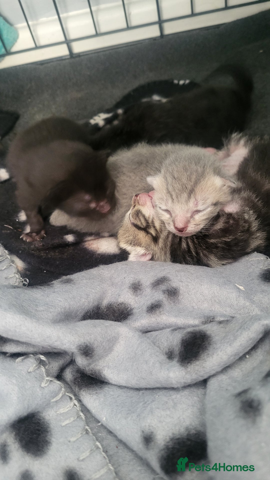 Mixed Breed cats for sale: 12 week old female kitten - Image 4