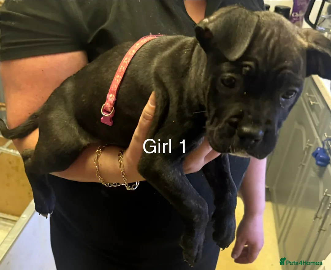 Cane Corso dogs for sale: Cane Corso puppies ready to go - Advert 5