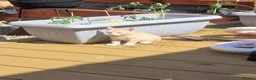 Mixed Breed cats for sale: 4 little kittens (1 ginger male+ 3 females) - Advert 6