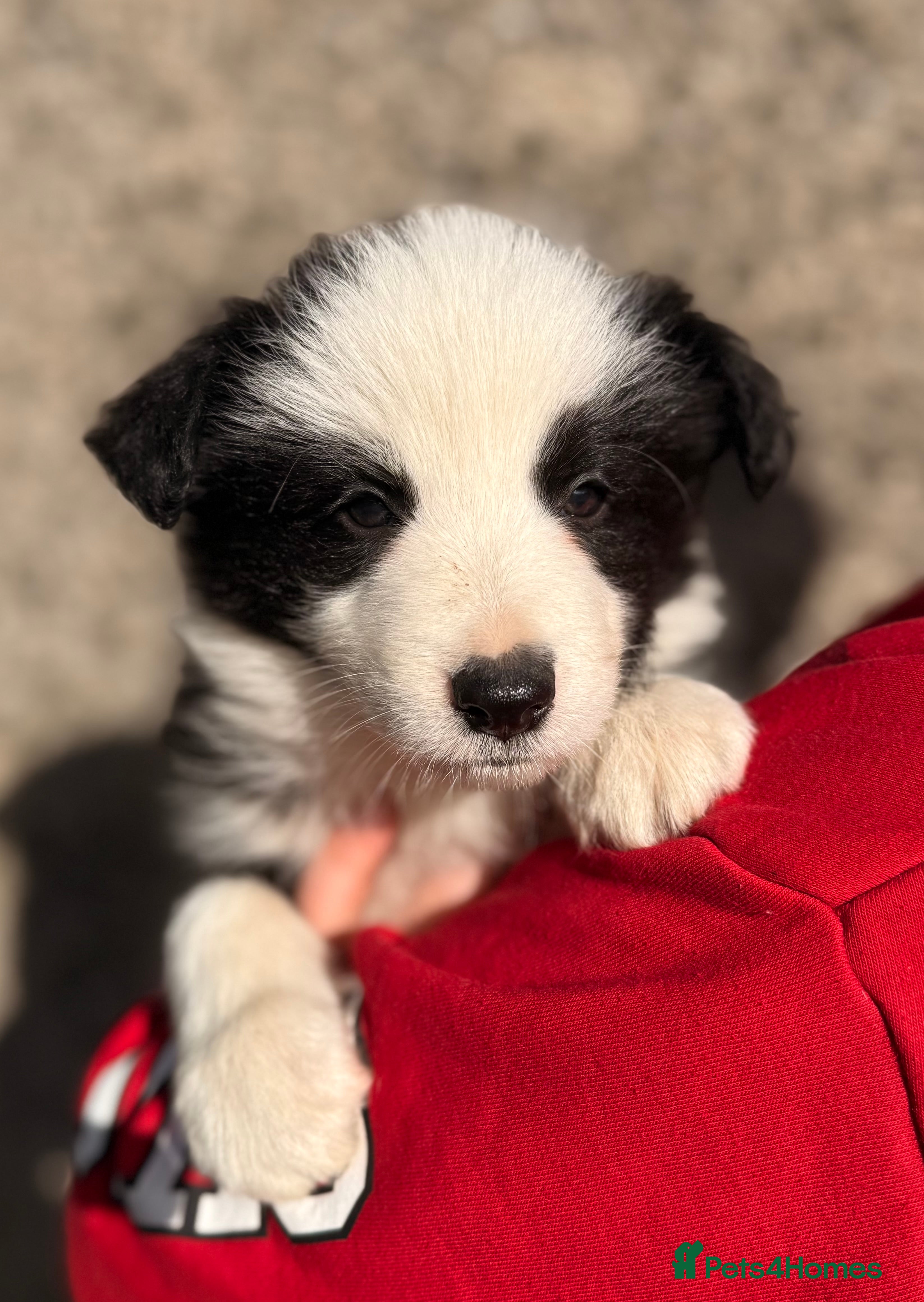 Border Collie dogs Long coated Border Collie pups  - Advert 14