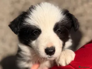Border Collie dogs Long coated Border Collie pups - Advert 2