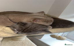 British Shorthair cats for sale: Beautiful BSH Kittens - Ready to leave ASAP - Image 22
