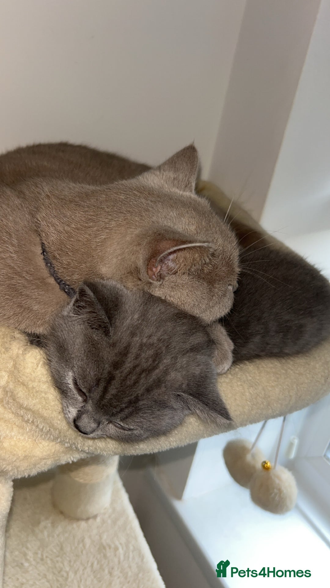 British Shorthair cats for sale: Beautiful BSH Kittens - Ready to leave ASAP - Image 22