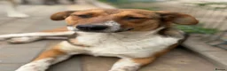 Mixed Breed dogs for adoption: Pretty Luna looking for love - Advert 9