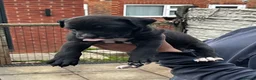 Cane Corso dogs for sale: DeBella Cane Corso Pups - Advert 15