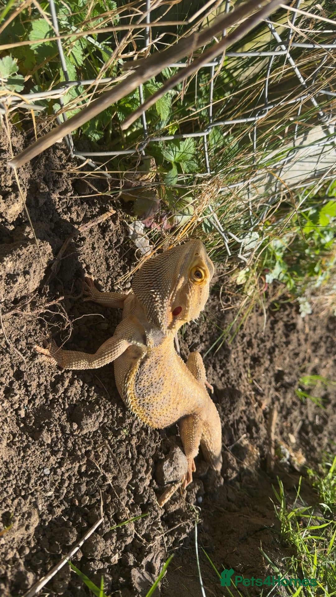 Bearded Dragon reptiles for sale: Beard dragon, Rocky 2 years old - Image 2