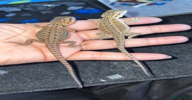 Bearded Dragon reptiles - Advert 7