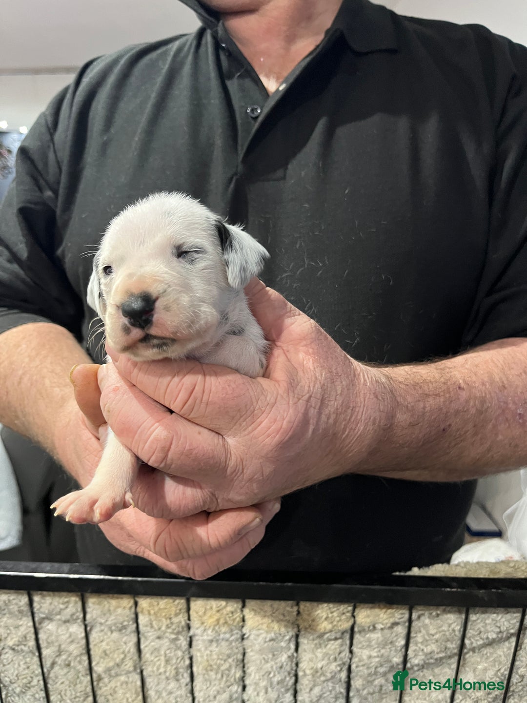 Dalmatian dogs for sale: Top quality Dalmatian puppies 5* homes  - Advert 5