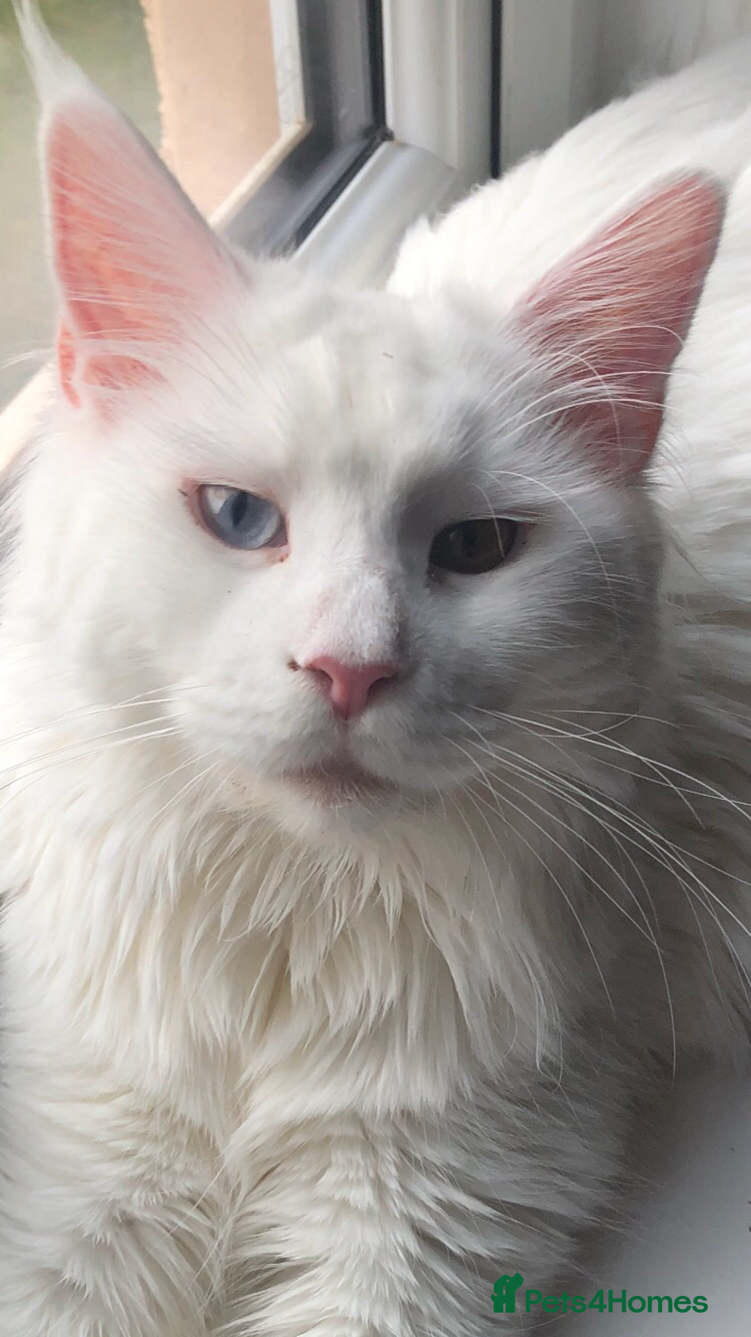 Maine Coon cats for sale: Beautiful GCCF Maine Coons  - Advert 11