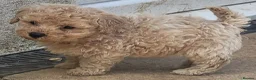 Poochon dogs for sale: F2 poochon boys  in Ammanford - Advert 13