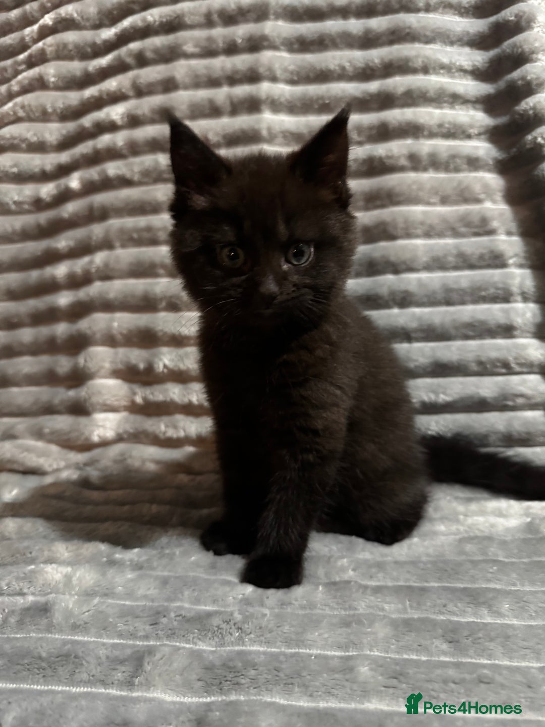 Mixed Breed cats for sale: British short hair cross Maine coon  - Advert 4