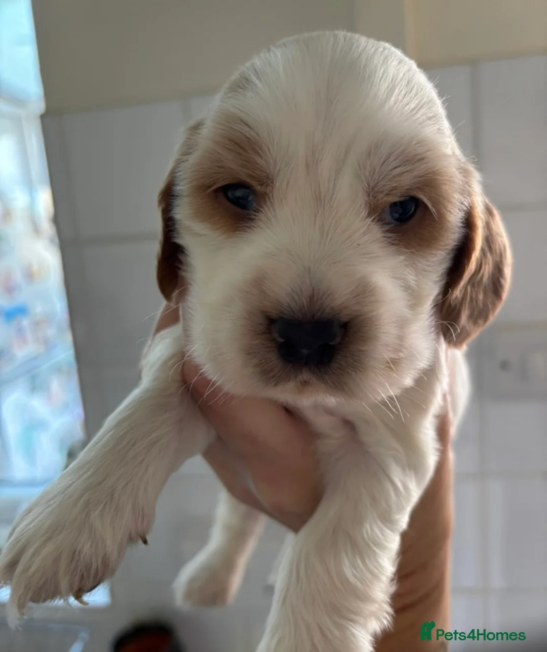 Cocker Spaniel dogs for stud: Gorgeous Orange Roan Show Cocker Spaniel for stud - Advert 9