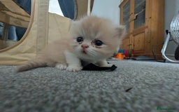 Persian cats for sale: Persian kittens  - Image 8
