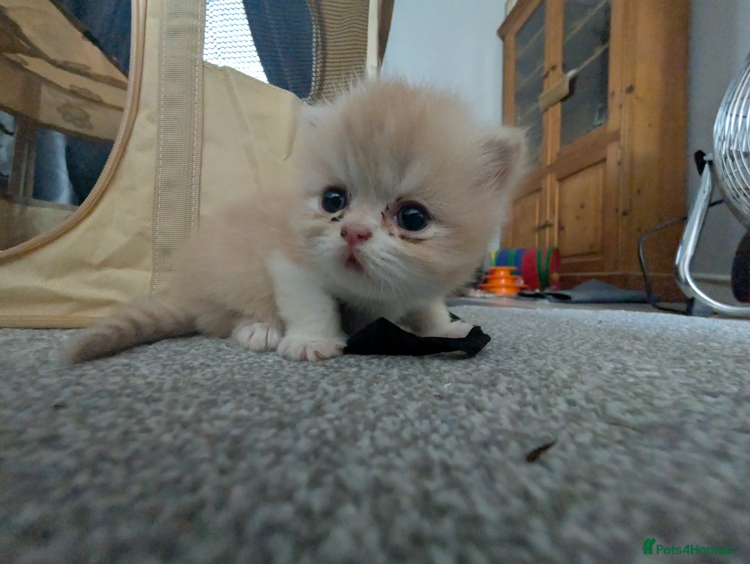 Persian cats for sale: Persian kittens  - Image 8