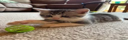 Scottish Fold cats for sale: Scottish Straight Kittens  - Advert 6