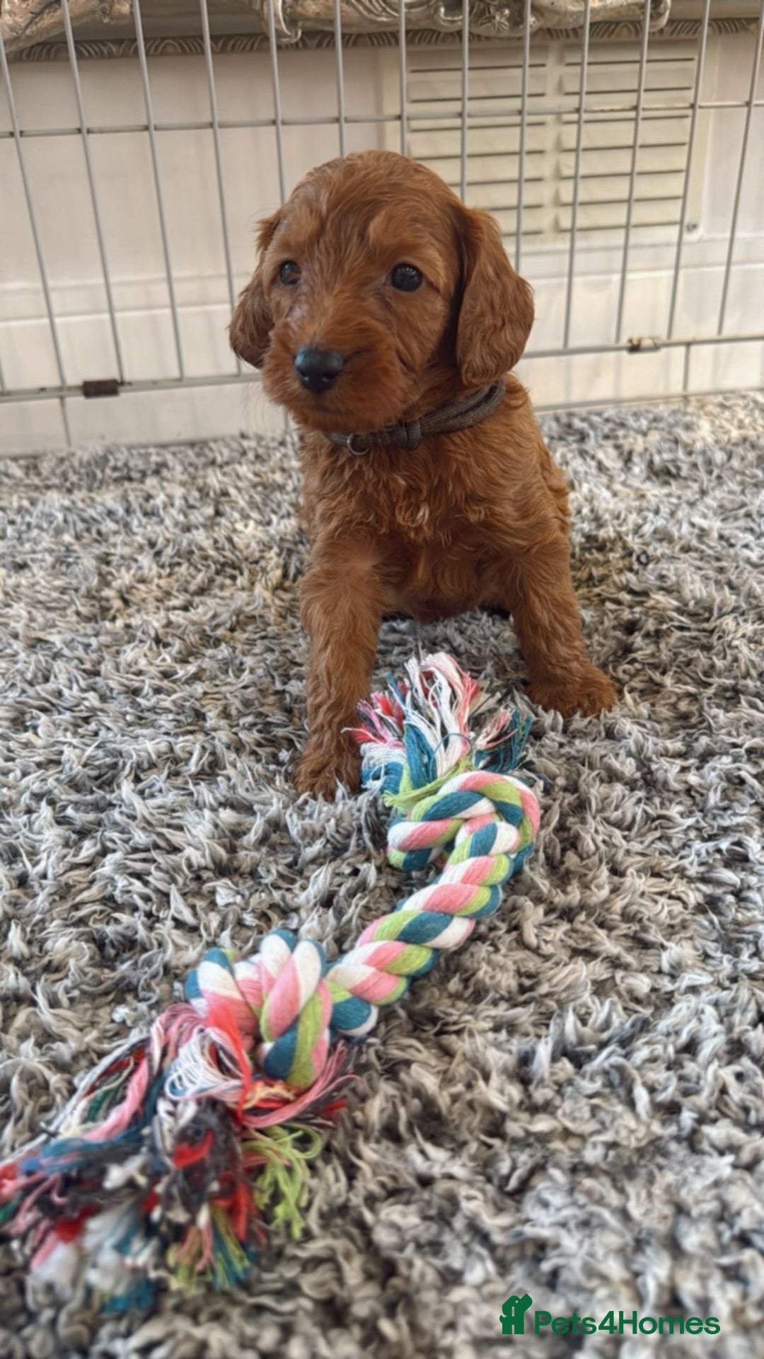 Labradoodle dogs for sale: *Labradoodle puppie F1B*   in Ware - Image 5