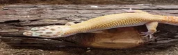 Leopard Gecko reptiles for sale: Leopard Gecko Juveniles Available CBUK - Advert 4