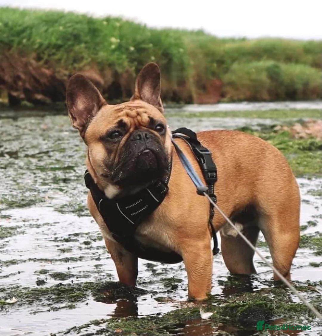 French Bulldog dogs for stud: Red fawn Dicar sired silver health tested in Edinburgh - Advert 17