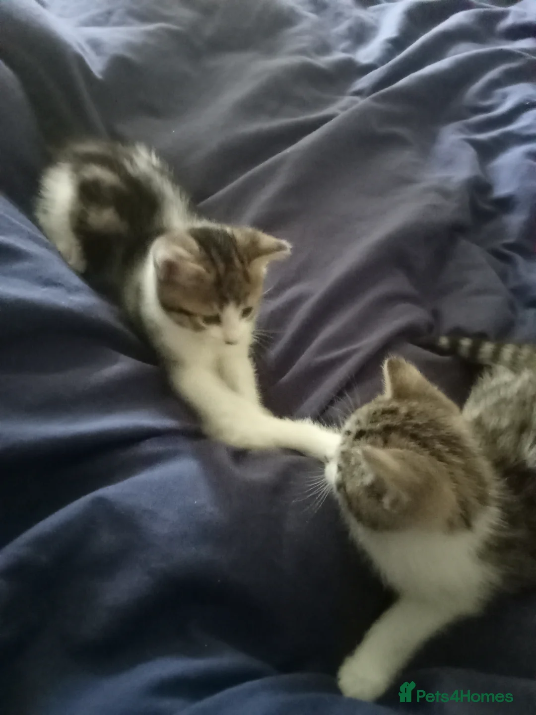 Mixed Breed cats for sale: Tabby male kitten  - Advert 4
